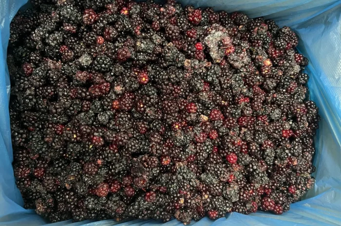 Продам Ожину дикорослу- фото № 3