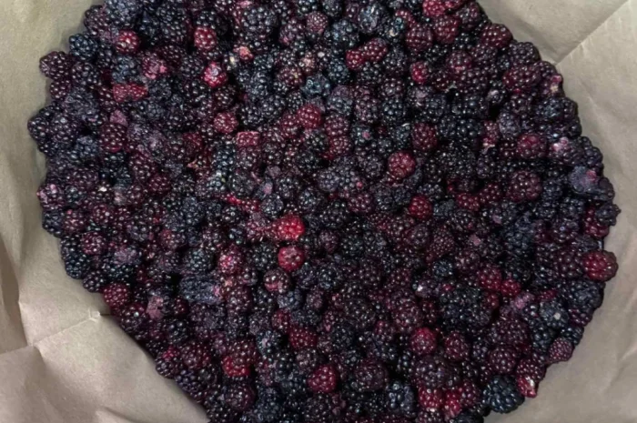 Ожина лісова- фото № 1