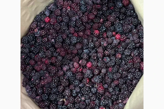 Ожина лісова- фото № 2