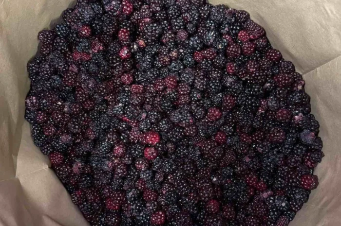 Ожина лісова- фото № 3