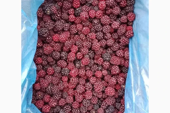 Продам ожину культивовану. Свіжоморожена- фото № 2