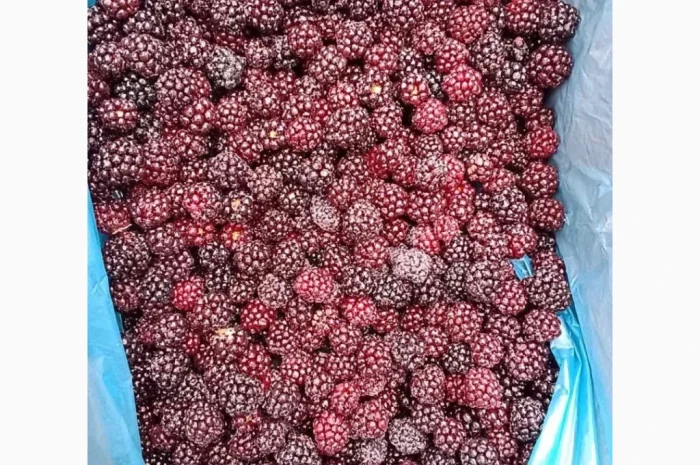 Продам ожину культивовану. Свіжоморожена- фото № 3