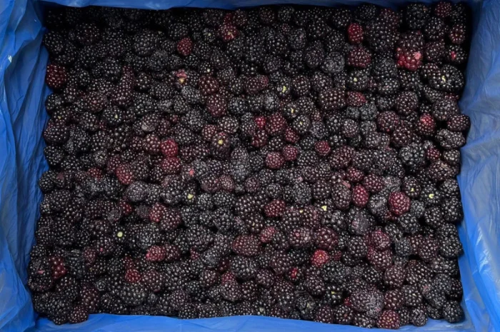 Продам заморожену культивовану Ожину- фото № 2