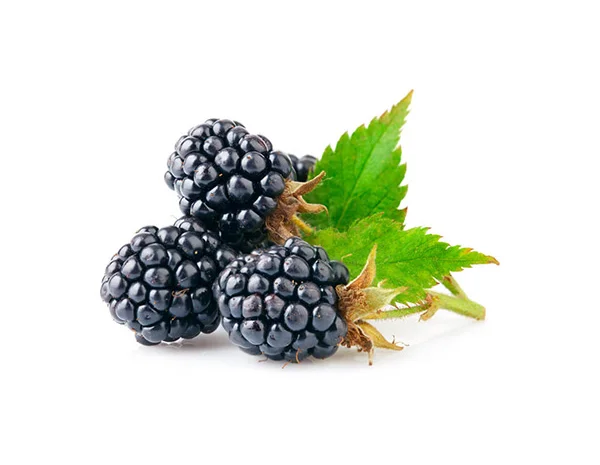 Куплю ожину культивовану на виробництво- фото № 1