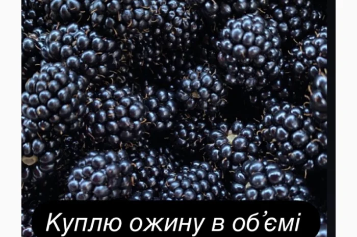 Куплю ожину свіжозірвану- фото № 1