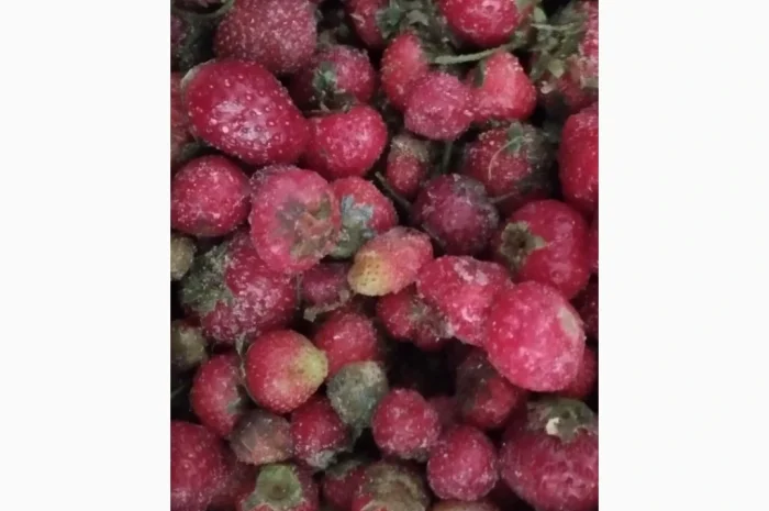 Продам полуницю заморожену дрібну з хвостиком- фото № 1