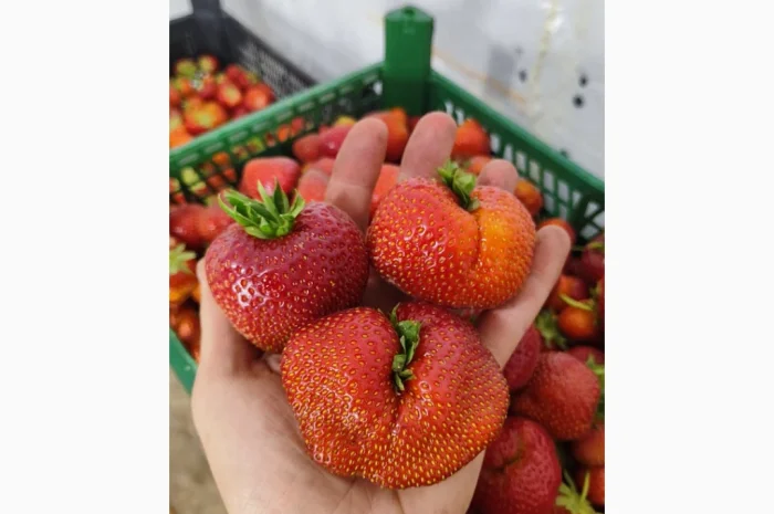 Ягоди полуниці на продаж- фото № 1