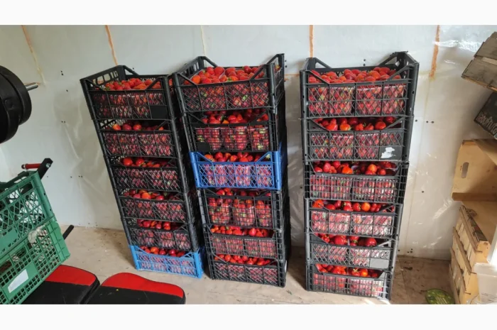 Ягоди полуниці на продаж- фото № 2