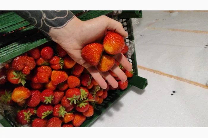 Ягоди полуниці на продаж- фото № 3