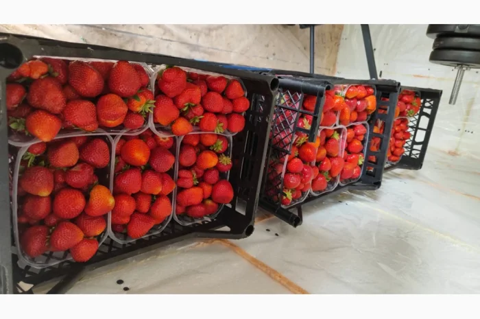 Ягоди полуниці на продаж- фото № 4