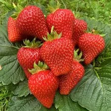 Полуниця Джолі для роздрібної торгівлі та експорту | Солодкий смак | Гурт від 3 тонн- фото № 1