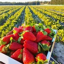 Полуниця Клері на експорт та переробку | Купити полуницю гуртом 2025 | Від 3 тонн- фото № 1