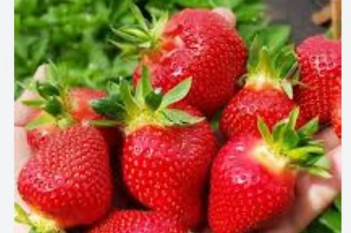 Полуниця- фото № 1