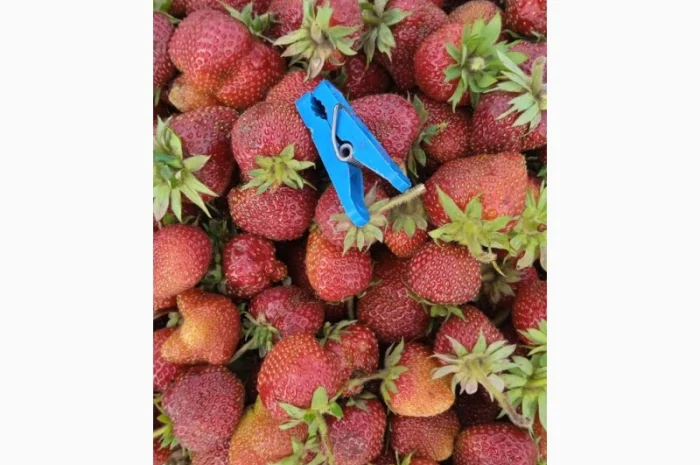 Продам полуницю- фото № 1