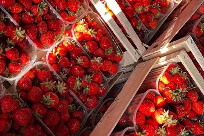 Куплю полуницю оптом- фото № 1