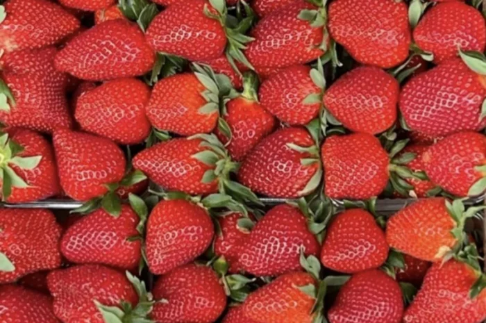 Свіжа клубніка на продаж- фото № 1