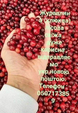 Журавлина лісовая очищенная- фото № 1