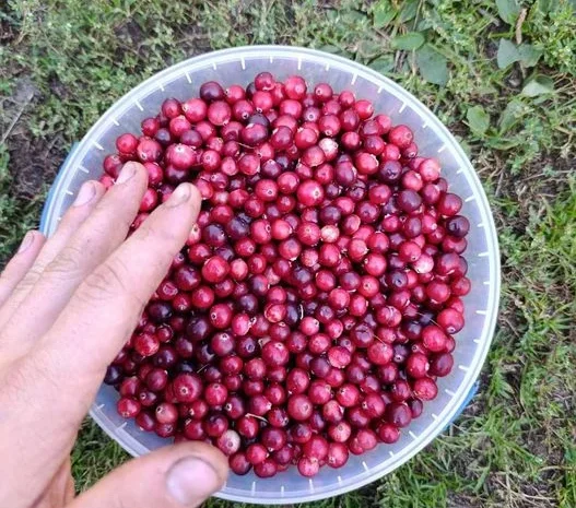 Журавлина лісова очищена- фото № 2