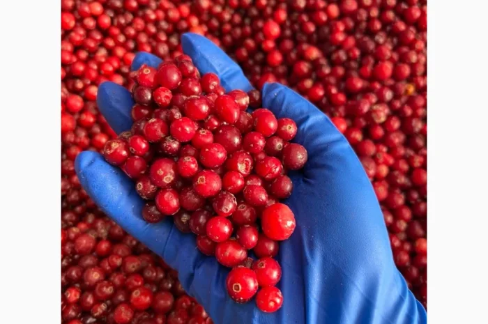 Продам журавлину- фото № 2