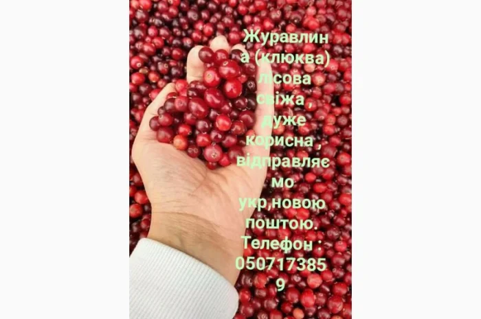 Продам журавлину- фото № 1