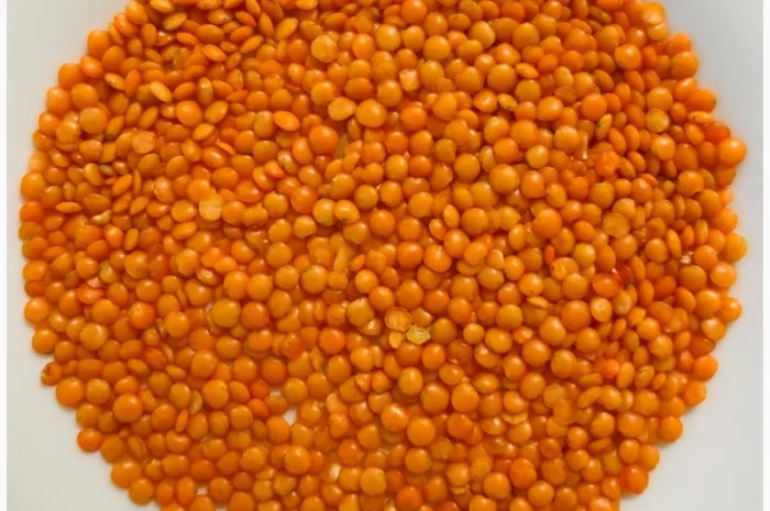 Сочевиця чечевица червона купити оптом- фото № 1