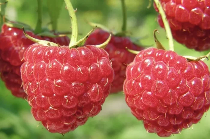 Куплю малину 95/5- фото № 1