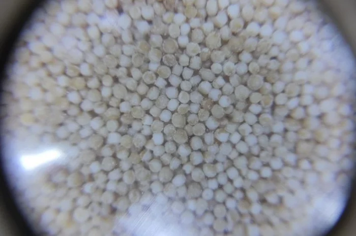 Крупа амарантова шліфована (продаж) 30кг- фото № 2