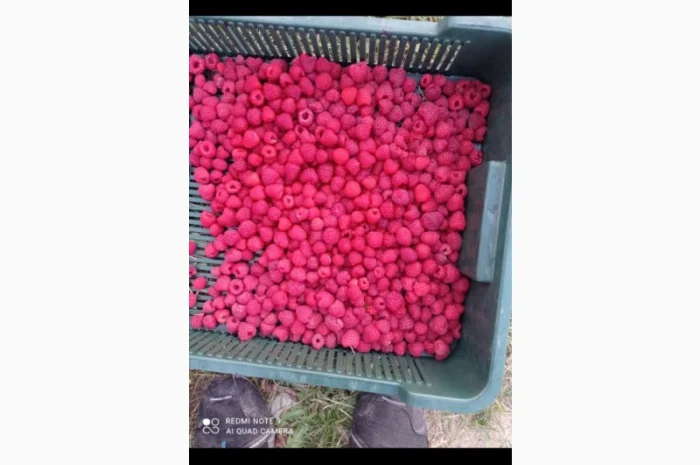 Куплю малину заморожену- фото № 1