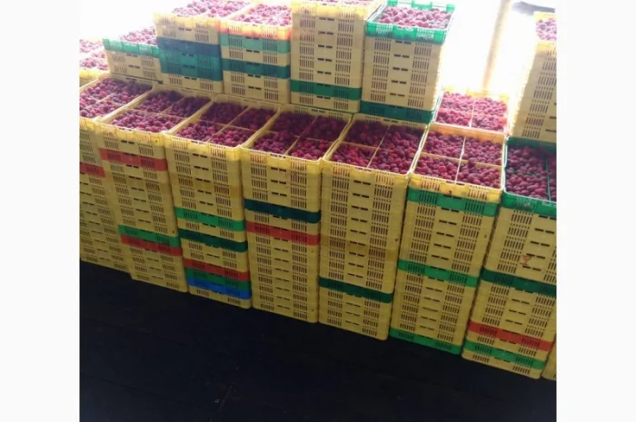 Продается готовый бизнес – плантация малины 2 га- фото № 1