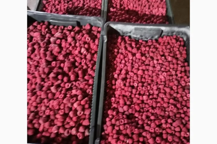 Продается готовый бизнес – плантация малины 2 га- фото № 12