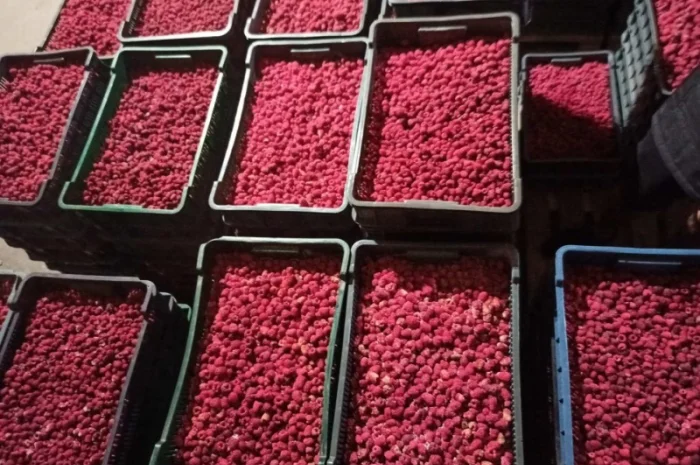 Продается готовый бизнес – плантация малины 2 га- фото № 13