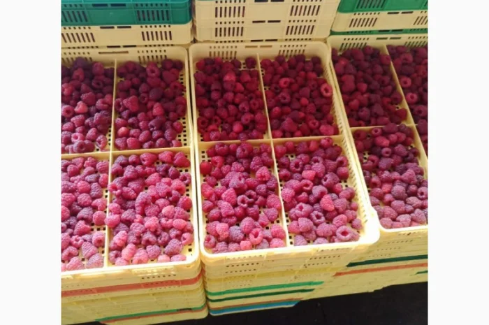 Продается готовый бизнес – плантация малины 2 га- фото № 14