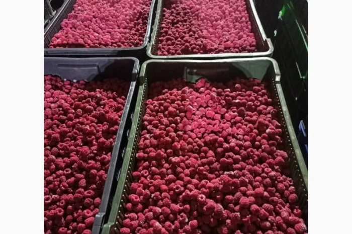 Продается готовый бизнес – плантация малины 2 га- фото № 15