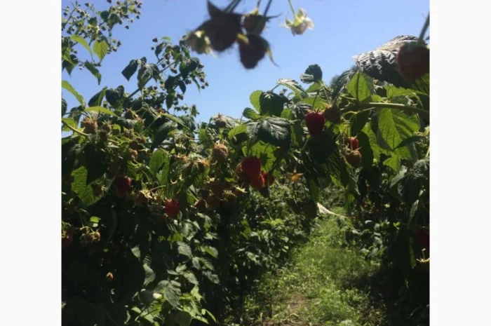 Продается готовый бизнес – плантация малины 2 га- фото № 2