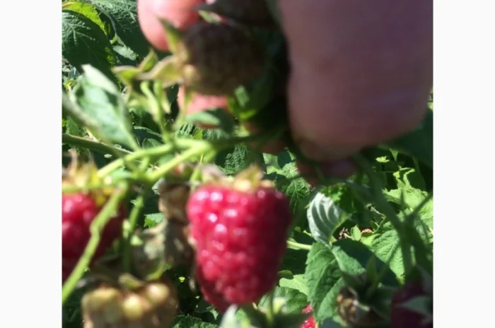 Продается готовый бизнес – плантация малины 2 га- фото № 3