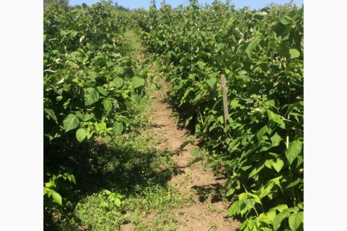 Продается готовый бизнес – плантация малины 2 га- фото № 4