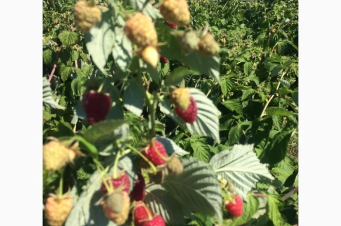 Продается готовый бизнес – плантация малины 2 га- фото № 5