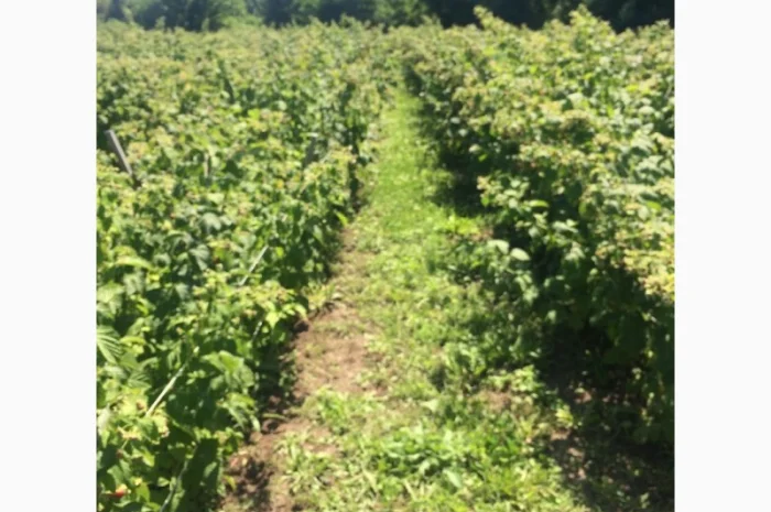 Продается готовый бизнес – плантация малины 2 га- фото № 8