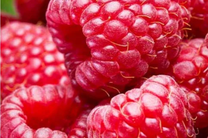 Куплю малину свежую для заморозки- фото № 1