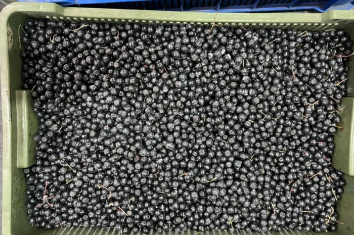 Продам заморожену : Малину (90/10- фото № 4