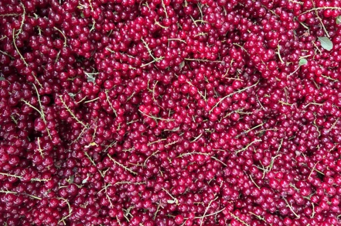 Продам заморожену : Малину (90/10- фото № 5