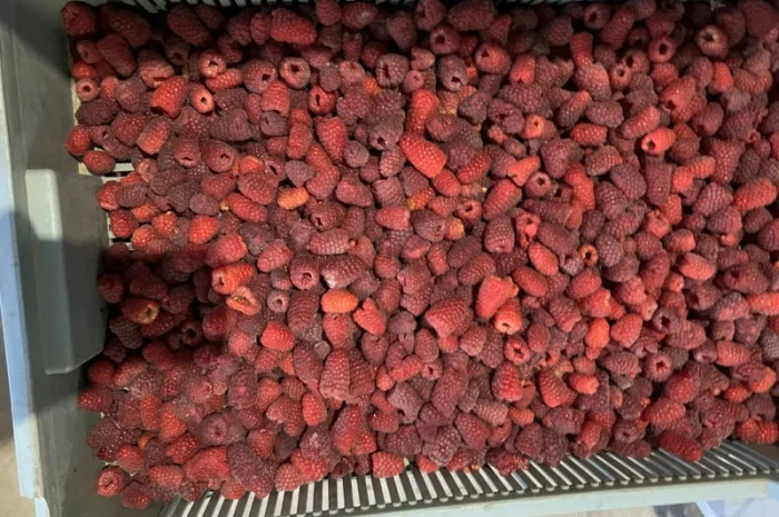 Продам заморожену : Малину (90/10- фото № 9