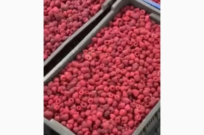 Продам заморожену малину оригінал- фото № 1