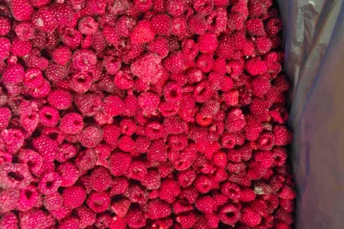 Продам малину 80/20 оптом від 10 тонн - Рівненська область- фото № 1