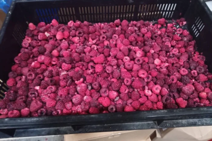 Продам малину заморожену оптом від 10 тонн. 65/35- фото № 1