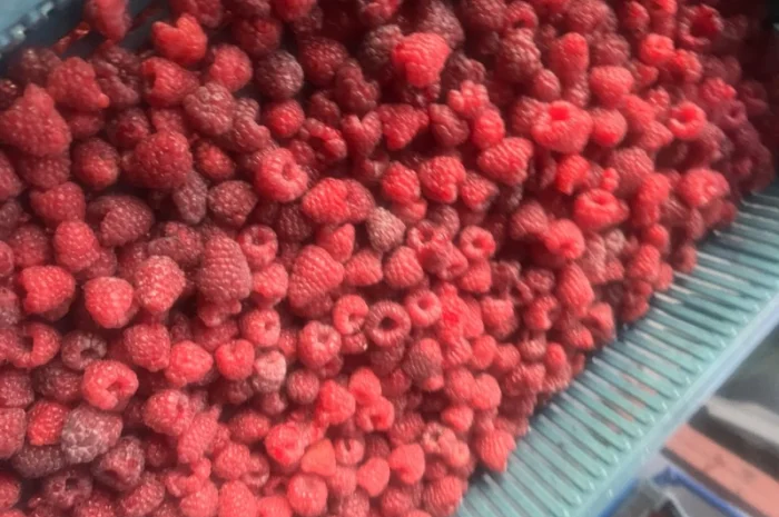 Куплю малину на заморозку- фото № 1