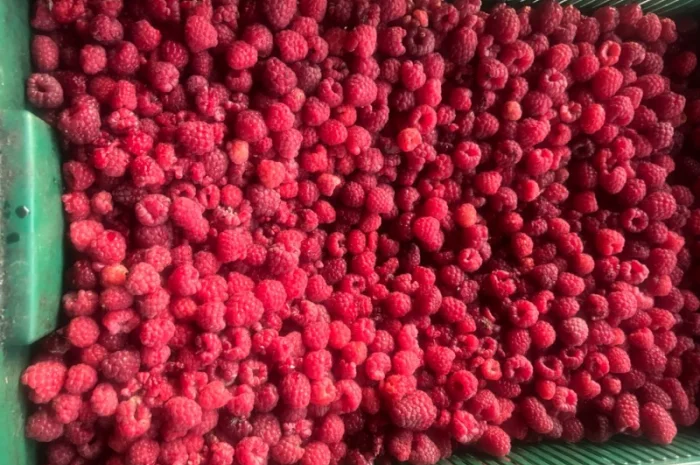 Куплю малину на заморозку- фото № 2