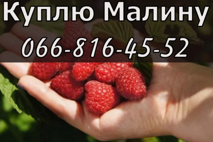 Закуповую малину у будь якому обсязі- фото № 1