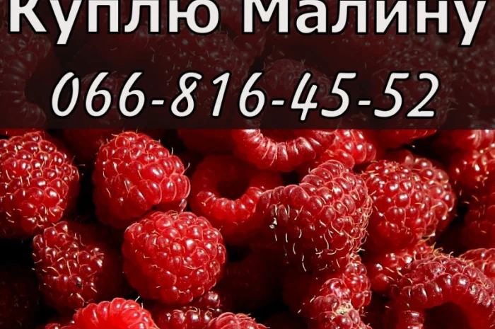 Завод переработчик закупает крупным и мелким оптом малину- фото № 1