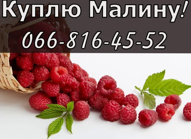 Закупівля малини на постійній основі- фото № 1